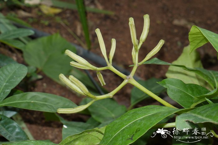 避霜花 Pisonia aculeata