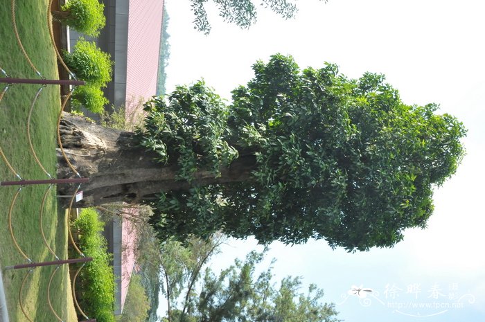 胶果木Pisonia umbellifera