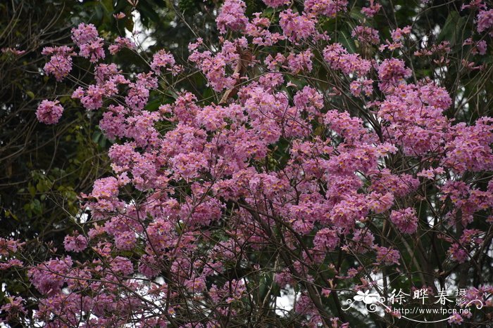 紫花风铃木Handroanthus impetiginosus