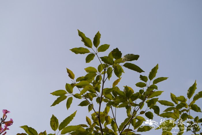 紫花风铃木Handroanthus impetiginosus