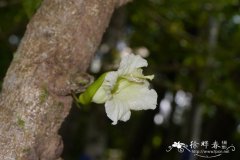 蜡烛树Parmentiera cereifera