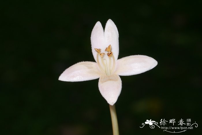 老鸦烟筒花 Millingtonia hortensis