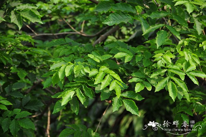 桑给巴尔猫尾木Markhamia zanzibarica