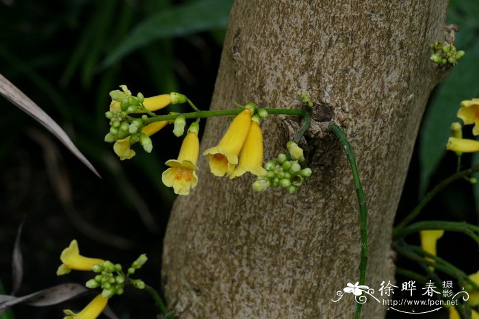 多花蛇果木Ophiocolea floribunda