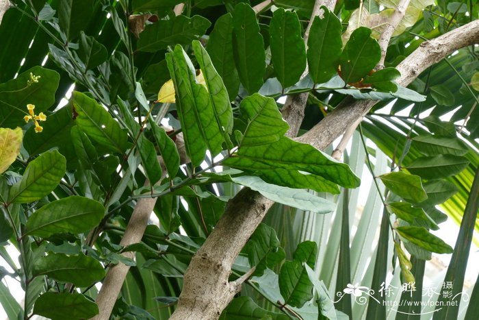 多花蛇果木Ophiocolea floribunda