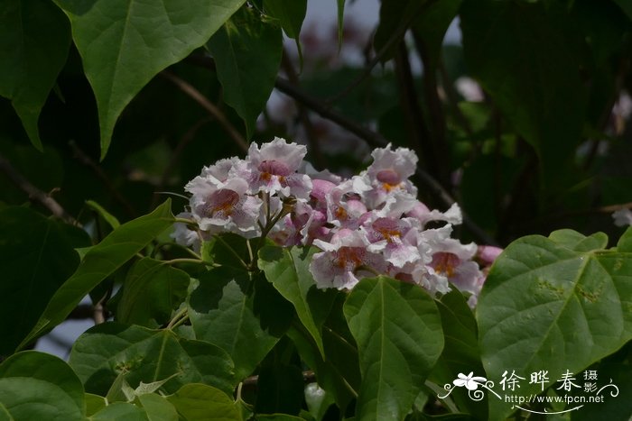 楸树Catalpa bungei