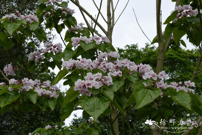 灰楸Catalpa fargesii