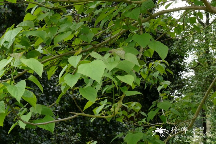 灰楸Catalpa fargesii