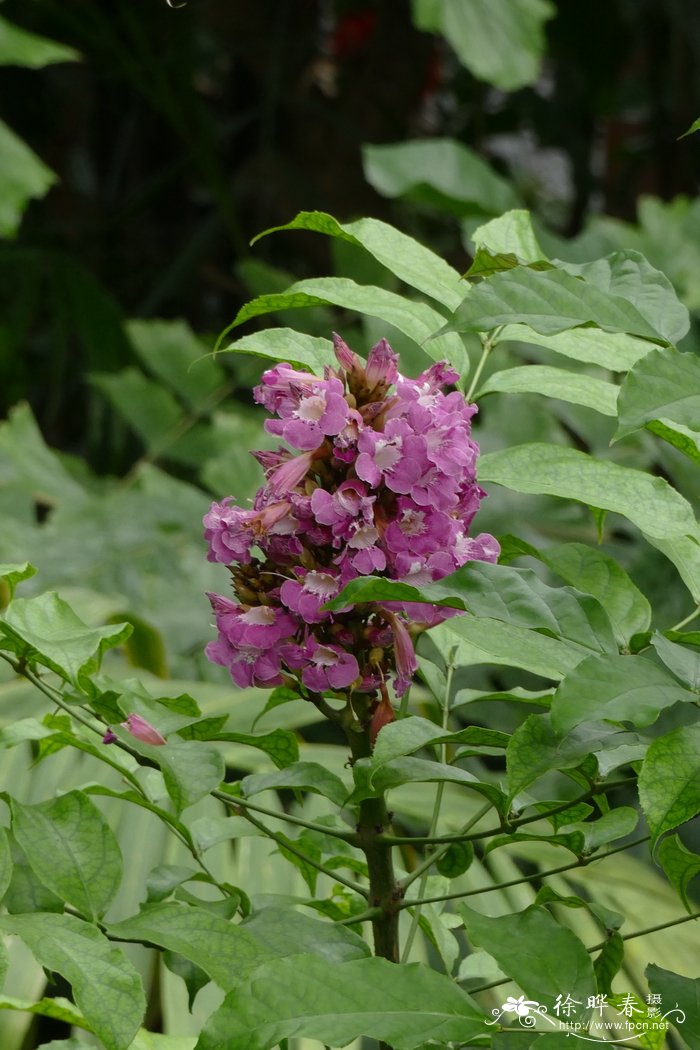 圣篱木 Newbouldia laevis
