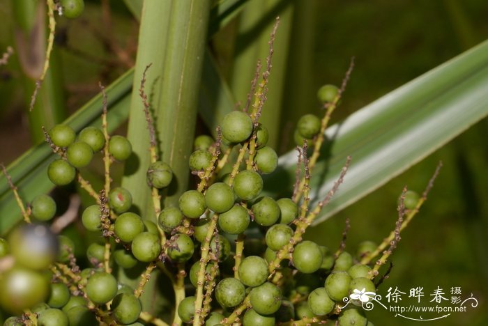 百慕大菜棕Sabal bermudana