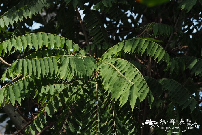 三敛Averrhoa bilimbi