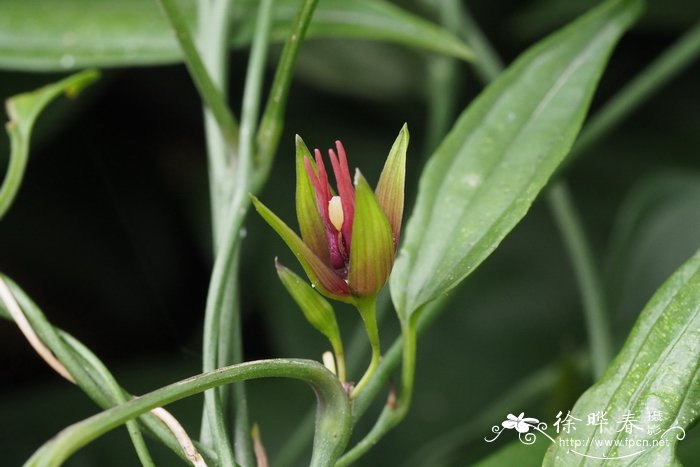 细花百部Stemona parviflora