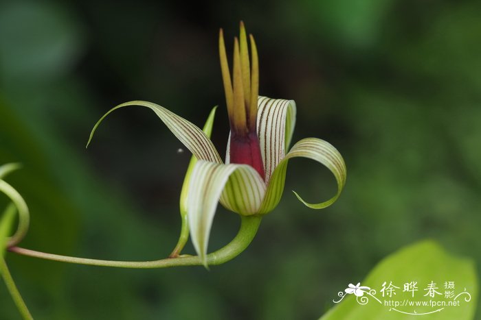 大百部Stemona tuberosa