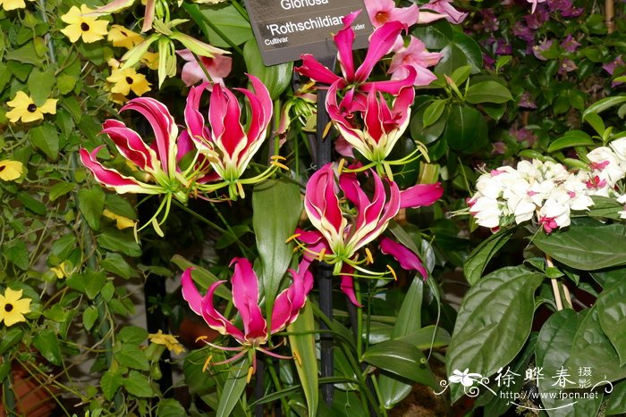阔瓣嘉兰Gloriosa rothschildiana