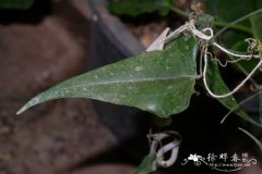 穗菝葜Smilax aspera