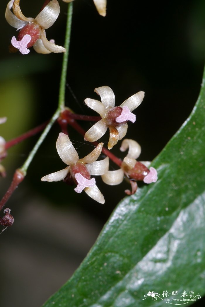 穗菝葜Smilax aspera