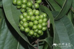 柔毛菝葜Smilax chingii