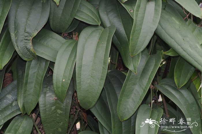 柔毛菝葜Smilax chingii