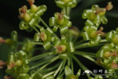 马甲菝葜Smilax lanceifolia