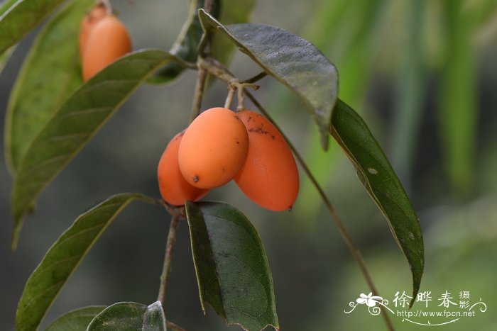 定心藤Mappianthus iodoides