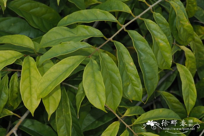 定心藤Mappianthus iodoides