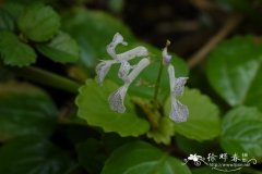 如意蔓，瑞典常春藤Plectranthus verticillatus