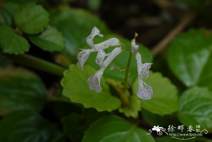 如意蔓，瑞典常春藤Plectranthus verticillatus