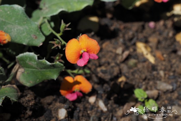 心花橙花豆Chorizema cordatum