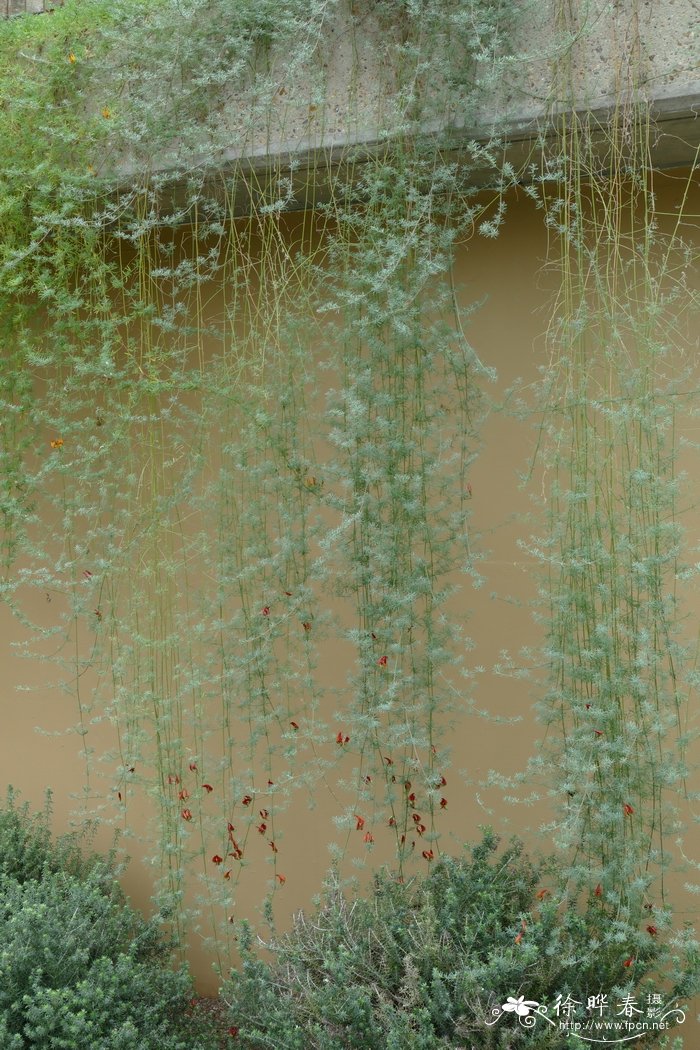 百脉根属杂交种Lotus eremiticus x berthelotii