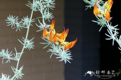 金斑百脉根Lotus maculatus