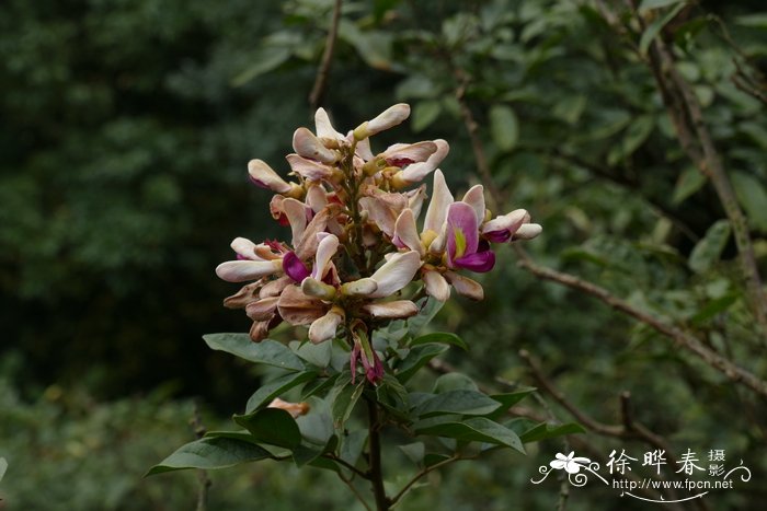 密花鸡血藤calleryacongestiflora