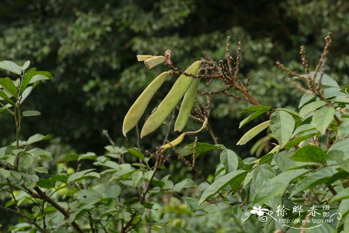 密花鸡血藤calleryacongestiflora