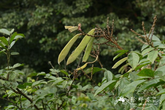 密花鸡血藤Callerya congestiflora