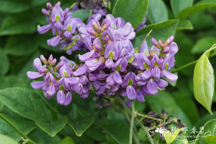 昆明崖豆藤、网络鸡血藤Callerya reticulata