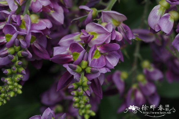 昆明崖豆藤、网络鸡血藤Callerya reticulata