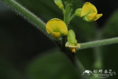 鹿藿Rhynchosia volubilis