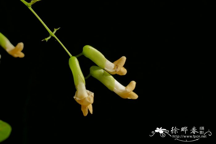山黑豆Dumasia truncata
