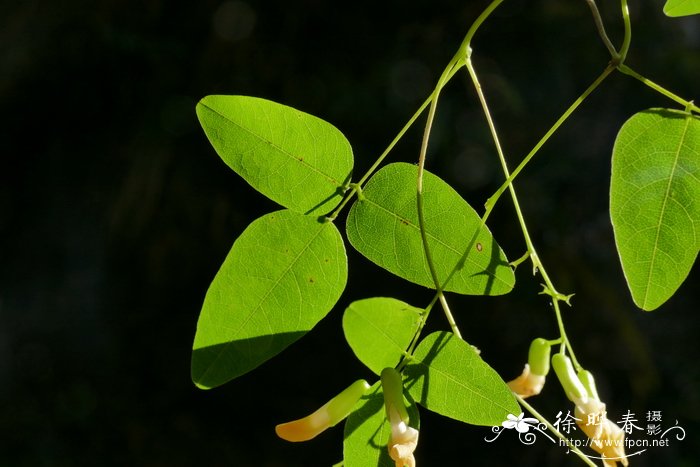 山黑豆Dumasia truncata