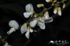 思茅崖豆藤Millettia leptobotrya