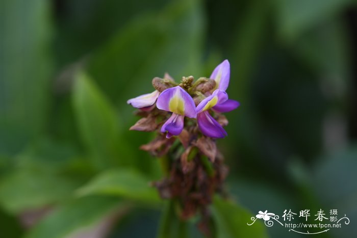 广西鸡血藤 Millettia sapindiifolia