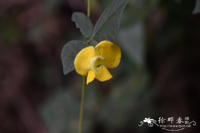 圆叶野扁豆Dunbaria rotundifolia