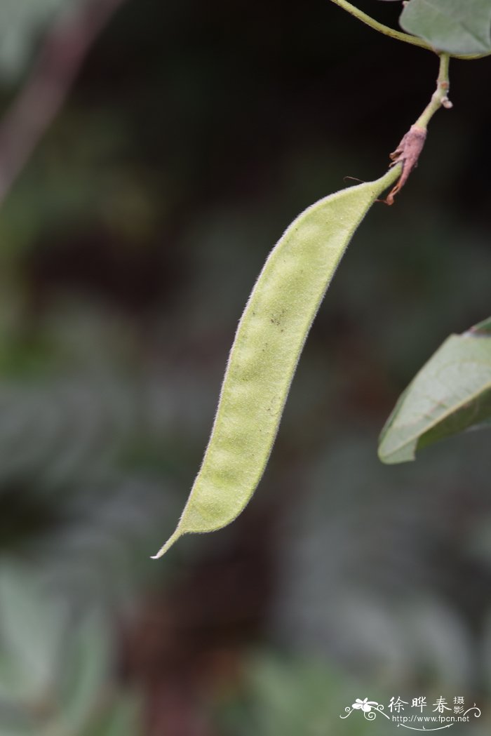 圆叶野扁豆Dunbaria rotundifolia