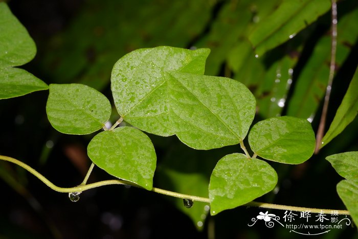 圆叶野扁豆Dunbaria rotundifolia