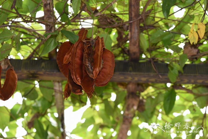 巨黧豆Mucuna gigantea