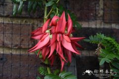 大花鹦喙花Clianthus puniceus var. maximus