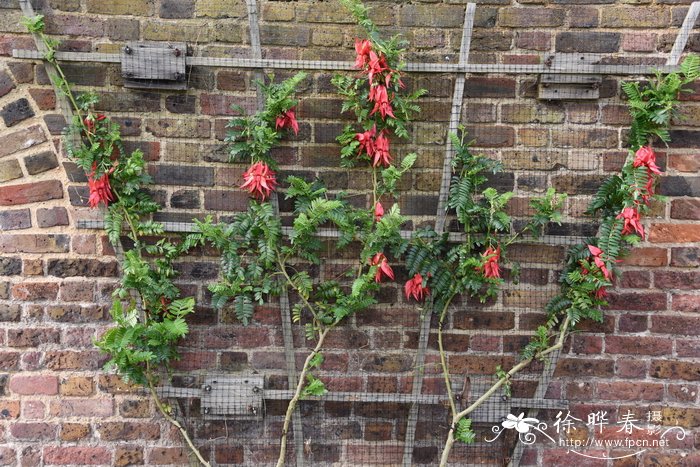 大花鹦喙花Clianthus puniceus var. maximus