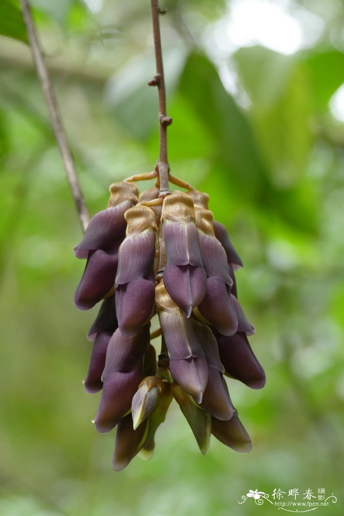海南黧豆Mucuna hainanensis