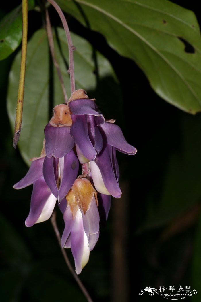 间序油麻藤Mucuna interrupta