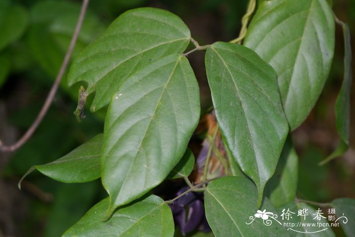 间序油麻藤Mucuna interrupta