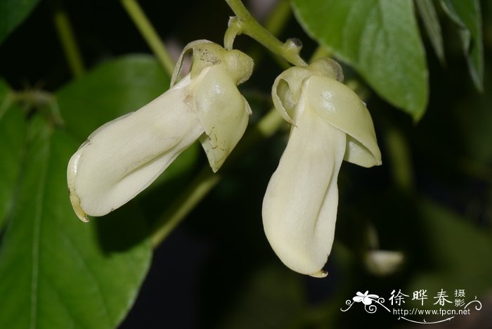 狗爪豆、黧豆Mucuna pruriens var. utilis